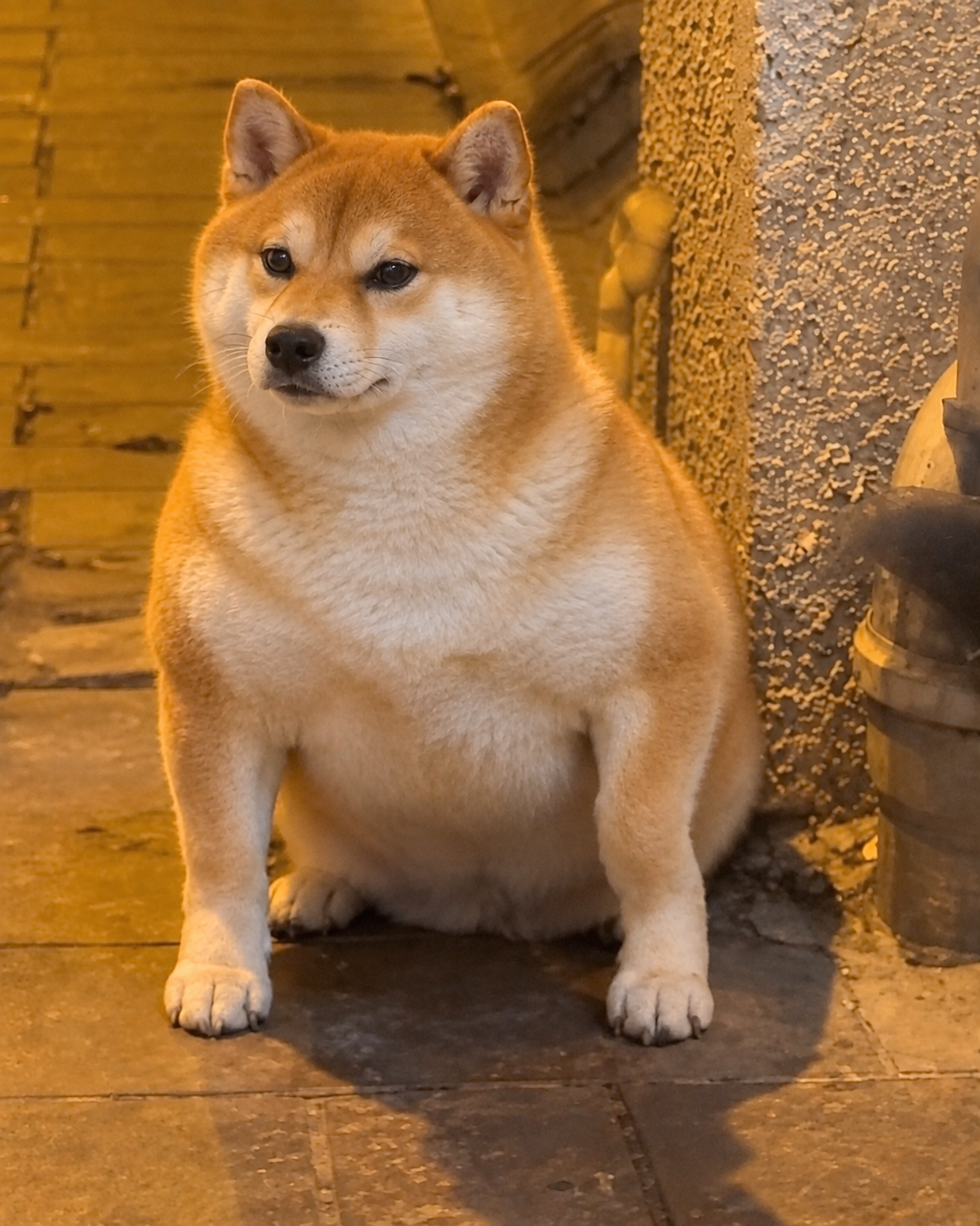 GIGADOG portrait